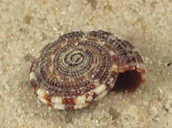 Heliacus implexus - Architeconicidae