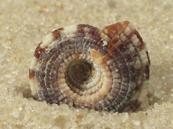 Heliacus implexus - Architeconicidae