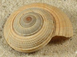 Heliacus stramineus - Architeconicidae