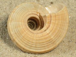 Heliacus stramineus - Architeconicidae