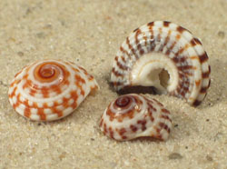 Heliacus areola - Architeconicidae