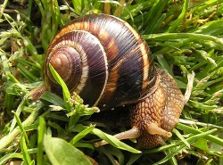 Helix lucorum - Helicidae