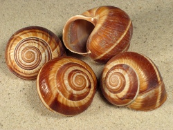 Helix lucorum - Helicidae