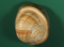 Helix pomatia - Helicidae