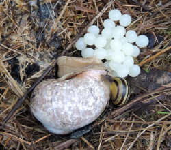 Helix pomatia - Helicidae