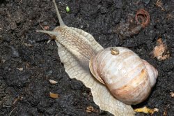 Helix pomatia - Helicidae