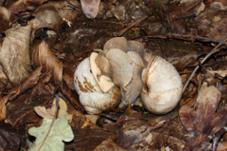 Helix pomatia - Helicidae