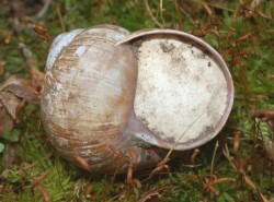 Helix pomatia - Helicidae