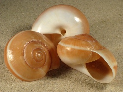 Hemiplecta distincta - Ariophantidae