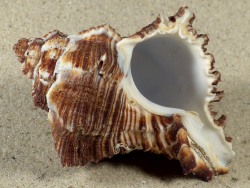 Hexaplex cichoreum - Muricidae