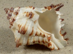 Hexaplex cichoreum - Muricidae