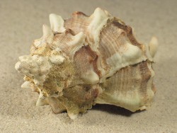 Hexaplex trunculus - Muricidae