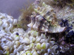 Hexaplex trunculus - Muricidae