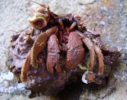 Hexaplex trunculus - Muricidae