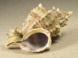 Hexaplex trunculus - Muricidae