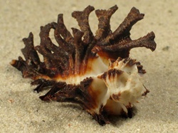 Homalocantha scorpio - Muricidae