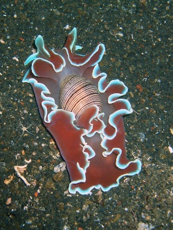 Hydatina physis - Aplustridae