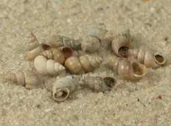 Ecrobia ventrosa - Hydrobiidae