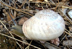 Iberus alonensis - Helicidae