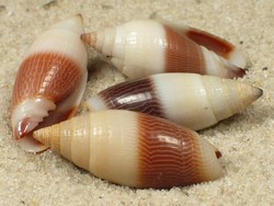 Imbricaria bicolor - Mitridae