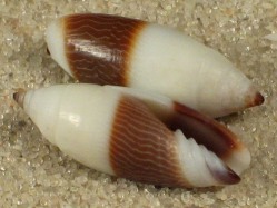 Imbricaria bicolor - Mitridae