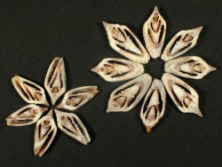 Imbricaria conularis - Mitridae