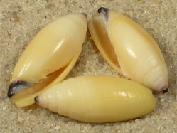 Swainsonia olivaeformis - Mitridae