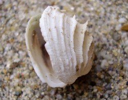 Irus irus - Veneridae