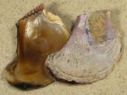 Pteriidae Flügelmuscheln / Galerie Schnecken & Muscheln