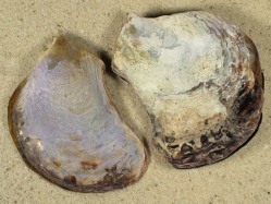 Isognomon alatus - Isognomonidae