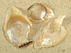 Isognomon australica - Isognomonidae