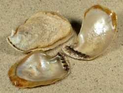 Isognomon dunkeri - Isognomonidae