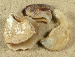 Isognomon dunkeri - Isognomonidae