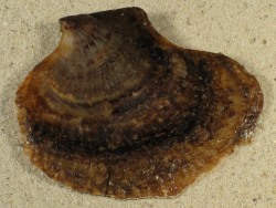 Isognomon ephippium - Isognomonidae