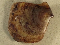Isognomon ephippium - Isognomonidae