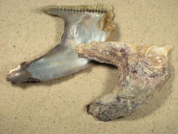 Isognomon isognomum - Isognomonidae