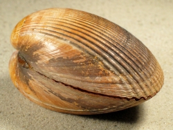 Laevicardium oblongum - Cardiidae