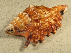 Ophioglossolambis digitata - Strombidae