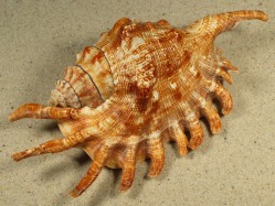 Lambis millepeda - Strombidae