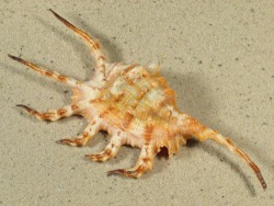 Lambis scorpius - Strombidae