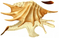 Lambis truncata - Strombidae
