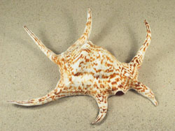 Harpago chiragra - Strombidae