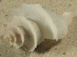 Babelomurex lischkeanus - Coralliophilidae