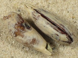 Leiosolenus aristatus - Mytilildae