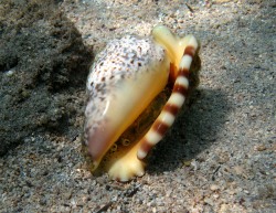 Lentigo lentiginosus - Strombidae