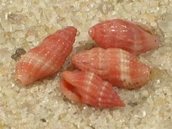 Lienardia rubicunda - Clathurellidae