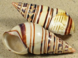 Liguus fasciatus - Orthalicidae