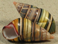 Liguus fasciatus - Orthalicidae