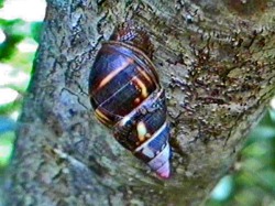 Liguus fasciatus - Orthalicidae