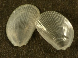 Limaria loscombi - Limidae